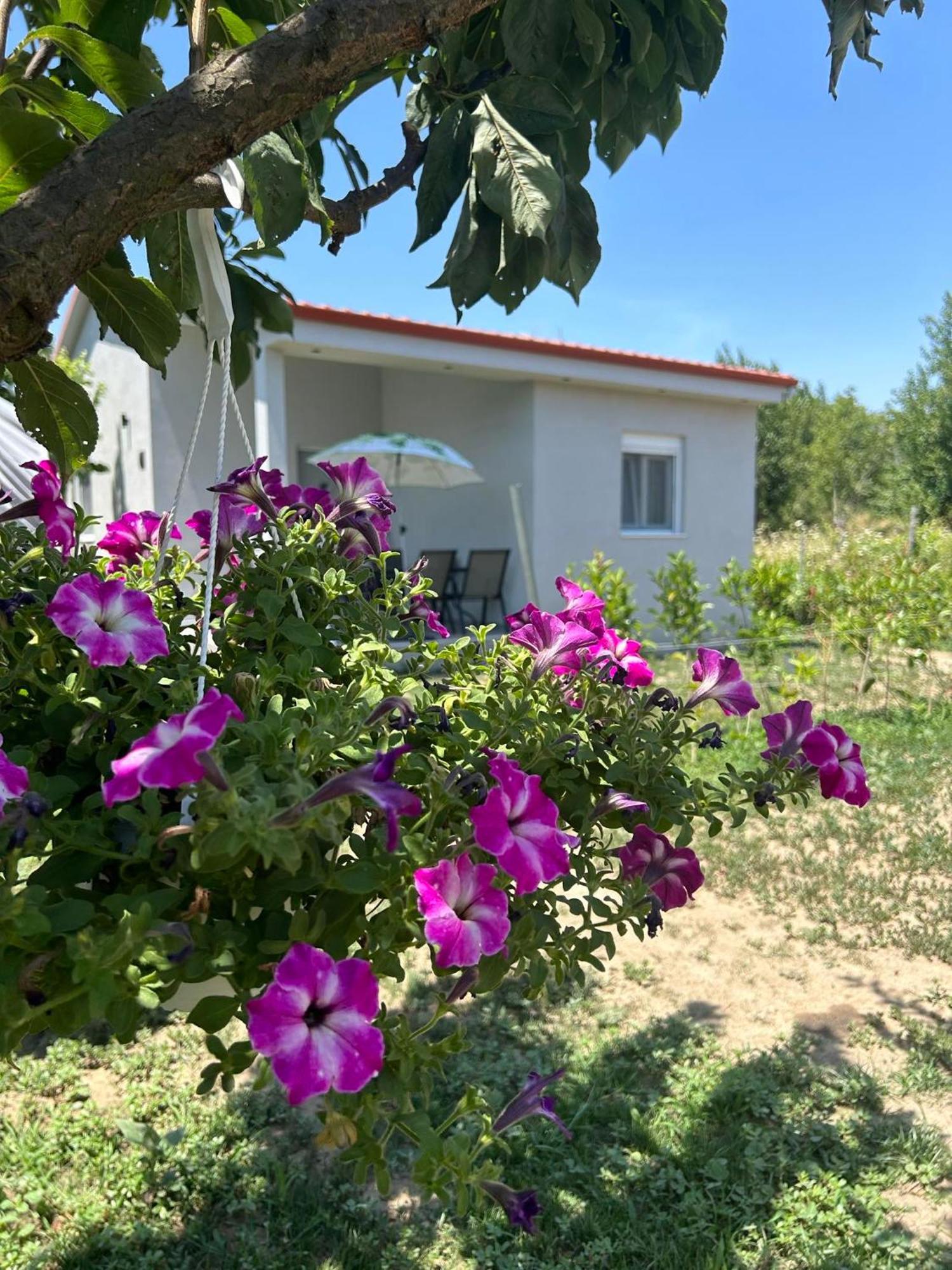 Ktima Mimoza Sykia Chalkidikis Exterior foto
